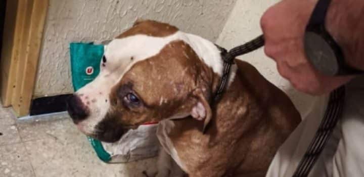 "Prisonniers" dans un logement à Montreuil, douze chiens vivaient "sur un tapis de déchets et d'excréments"