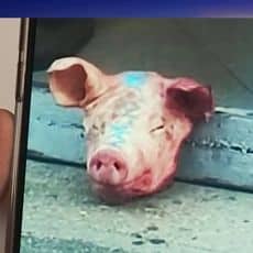 Têtes de cochon devant des mosquées d'Ile de France : 11 arrestations en Serbie