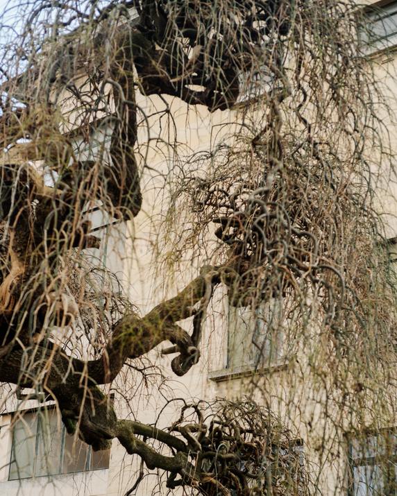 Dans le square Léopold-Patriarche, à Montreuil (Seine-Saint-Denis), le 26 janvier 2026.